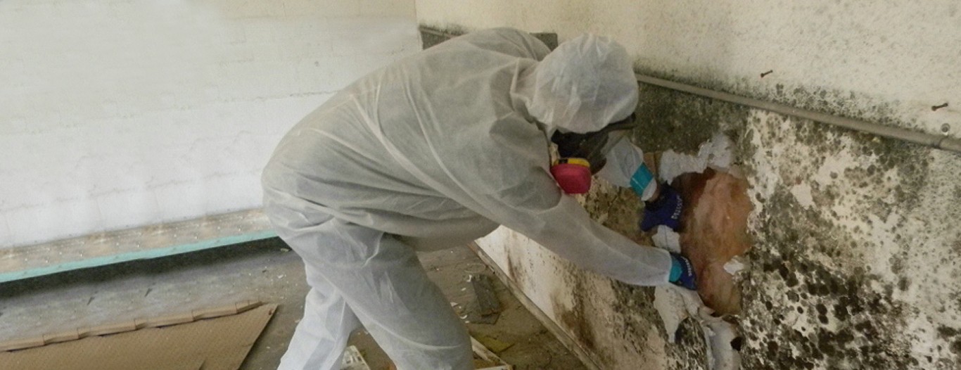 mould-removal-bedroom-living-room-crusade.jpeg