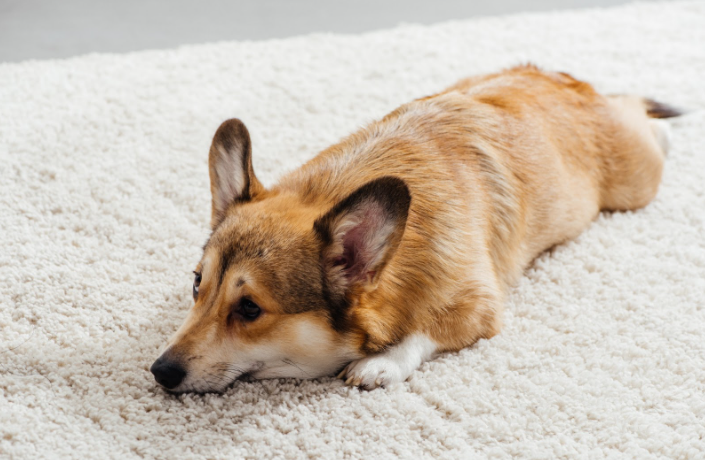 corgi-dog-laying-on-carpet.png